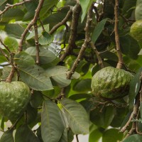 <i>Annona cherimola</i>  Mill.